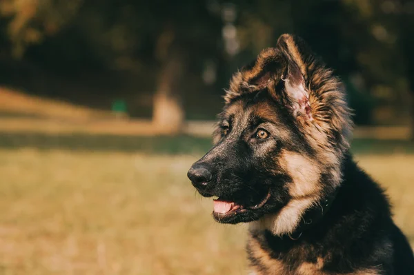 Cachorro pastor alemán — Foto de Stock