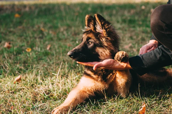 Cachorrinho pastor alemão com proprietário — Fotografia de Stock