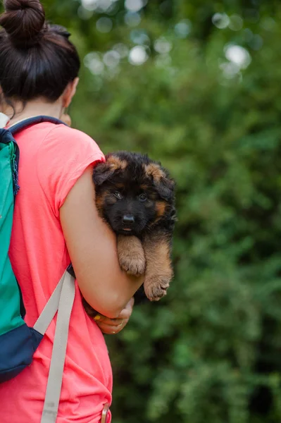 Girl with puppy in park — Stock Photo, Image