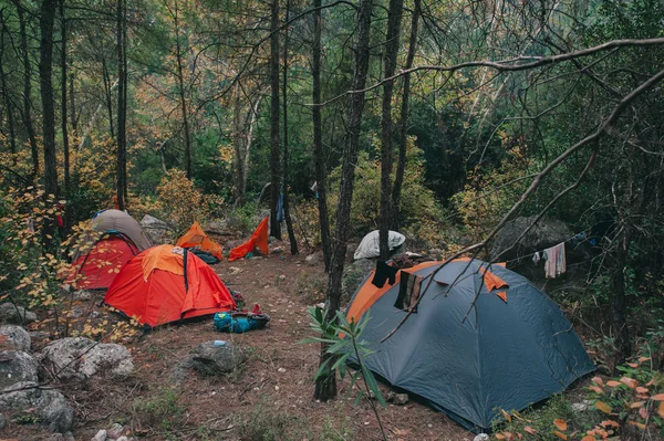 Camping i namioty pod lasem sosnowym w godzinach porannych — Zdjęcie stockowe