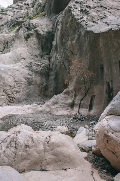 Tree in the heart of the canyon Goynuk — Stock Photo, Image