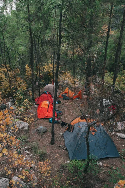 Палатки для кемпинга в сосновом лесу — стоковое фото