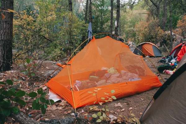 松林の中のキャンプ テント — ストック写真