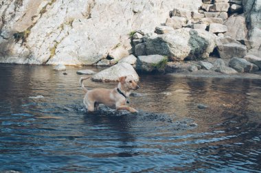 Köpek adam bir arkadaşım