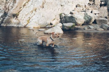 Köpek adam bir arkadaşım