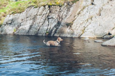 Köpek adam bir arkadaşım