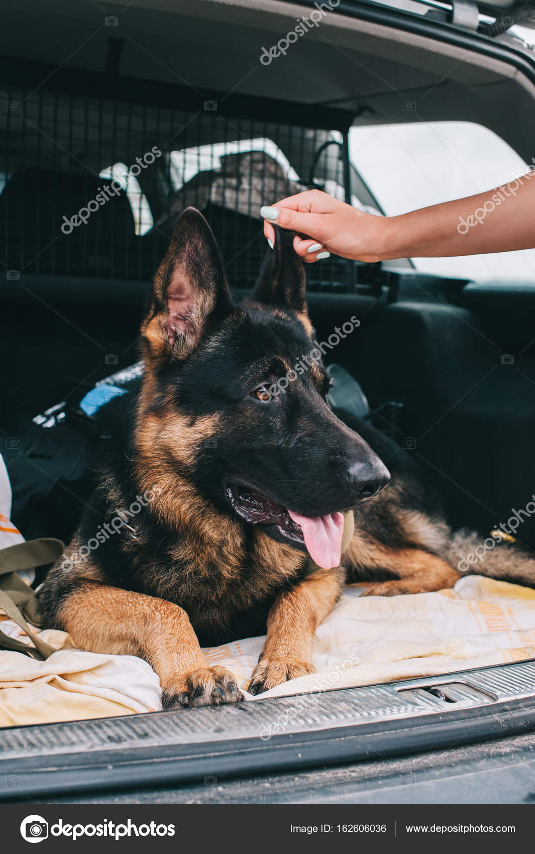 true german shepherd