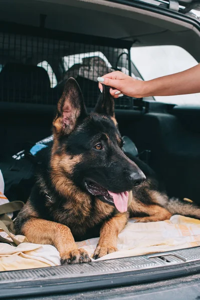 Alman çoban köpek gerçek bir köpektir