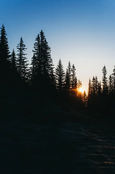 Природа, ліс, гори і схід сонця — стокове фото