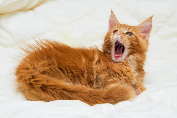 yavru kedi ana rakun