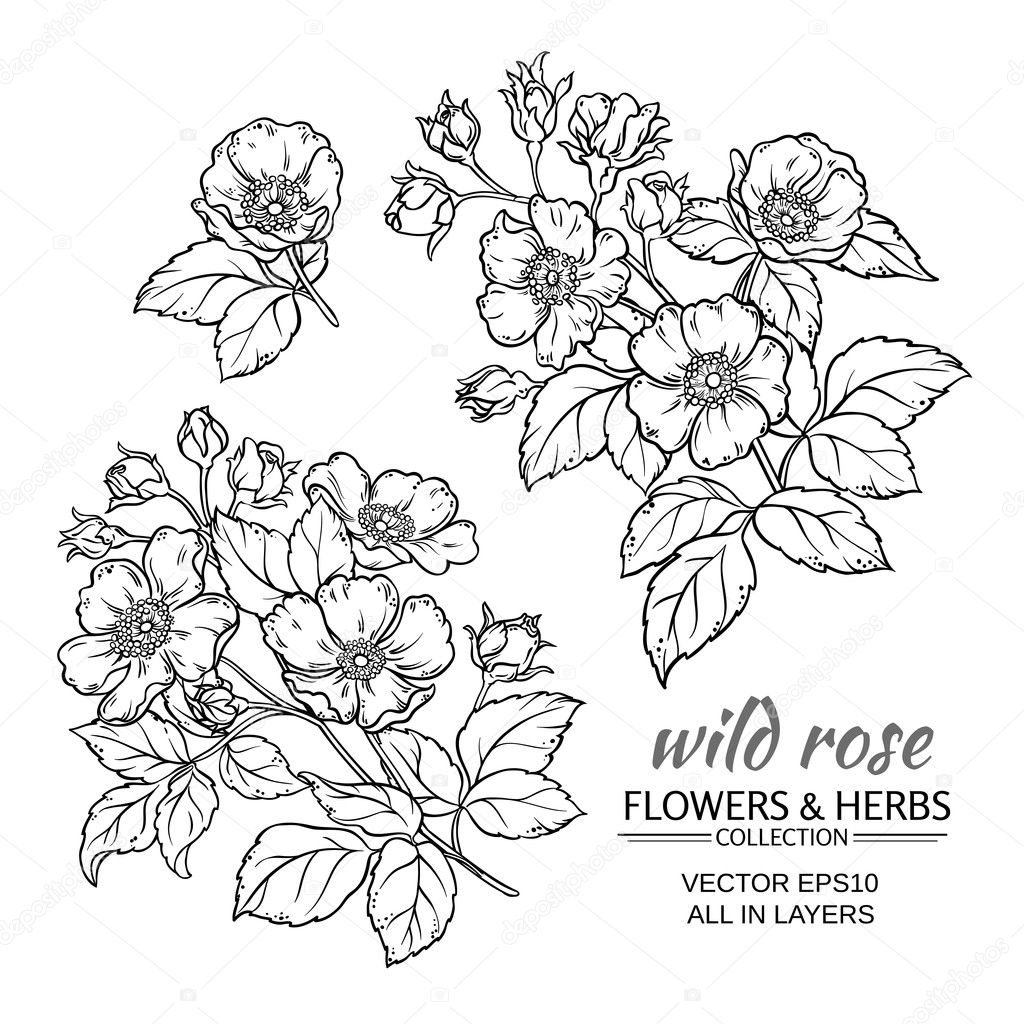 dog rose flowers vector set