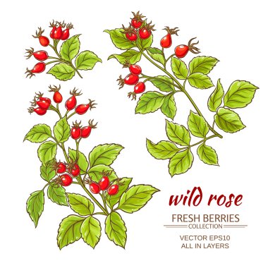 köpek rose hips vektör set