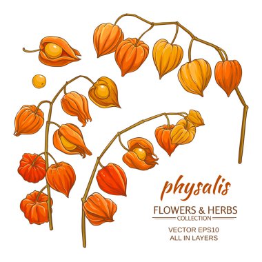 Physalis set vektör