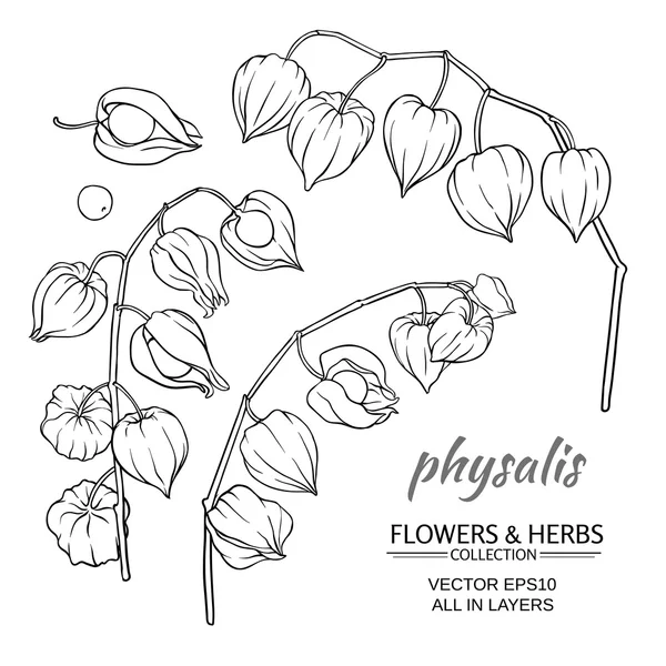 Physalis vector conjunto — Archivo Imágenes Vectoriales