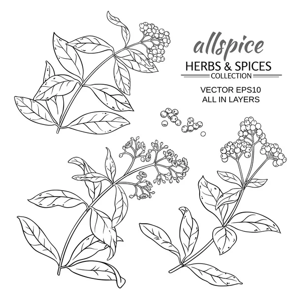 Allspice vector set — Stock Vector