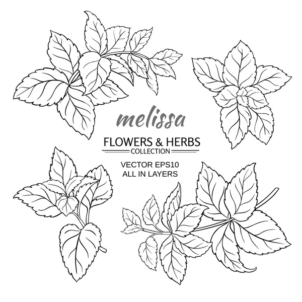 Melissa vector set — Stockvector