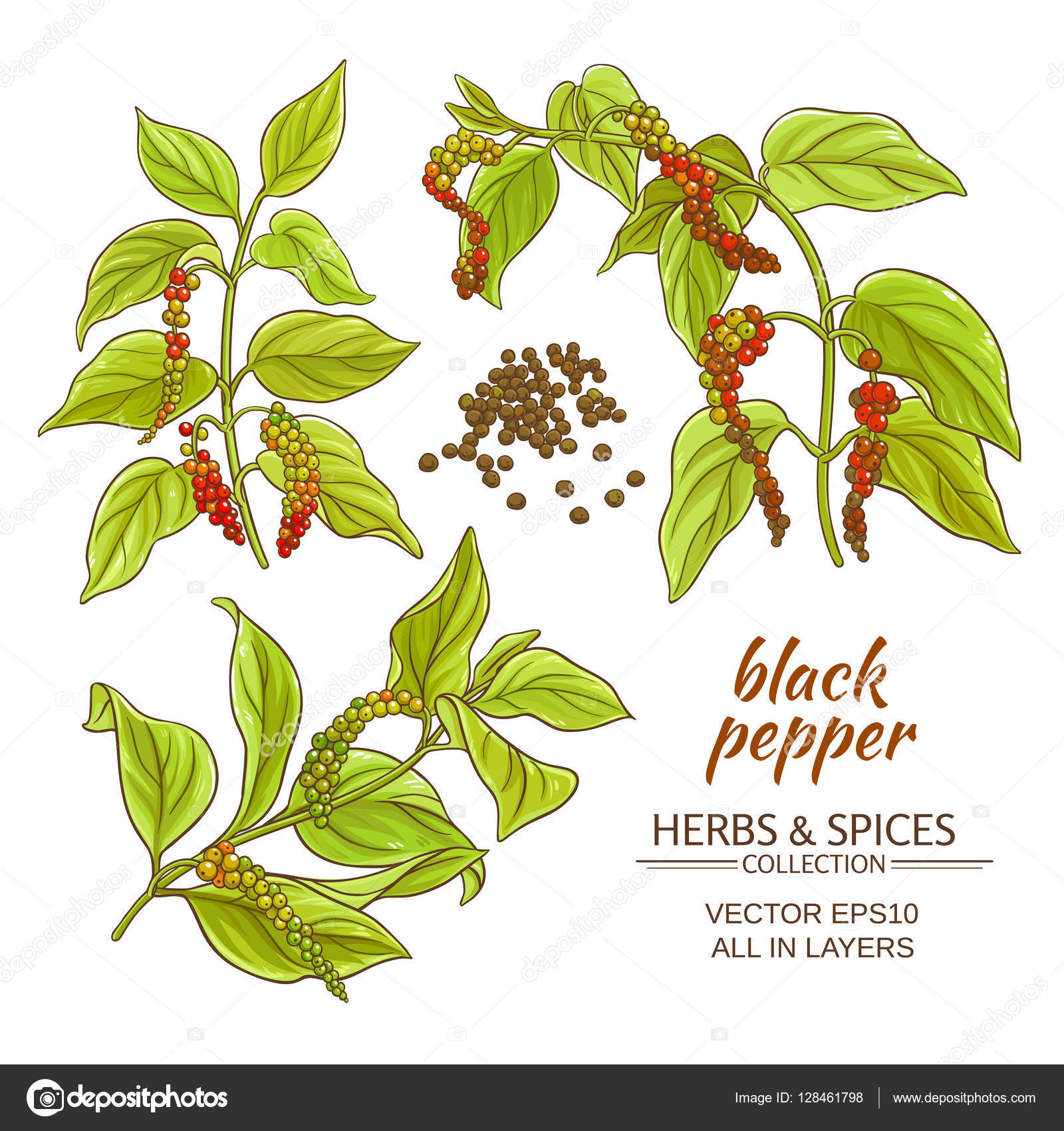 Black ground pepper Stock Vector by ©cuttlefish84 128461798