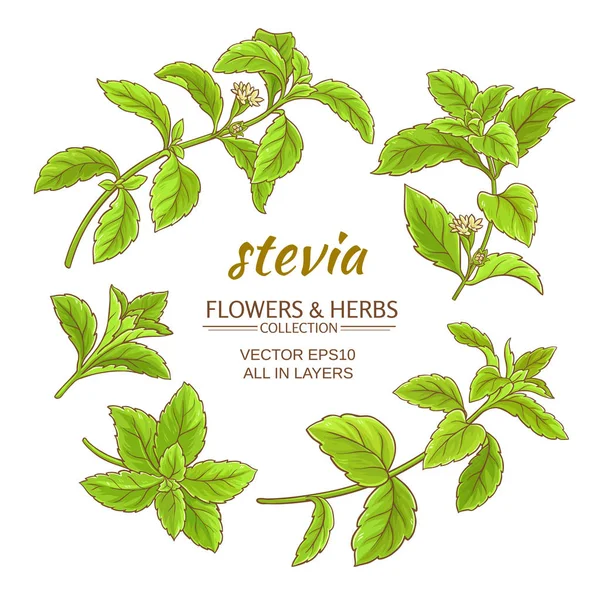 Stevia conjunto vetorial — Vetor de Stock