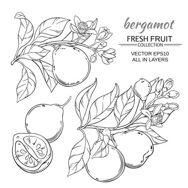 Bergamot vektör set