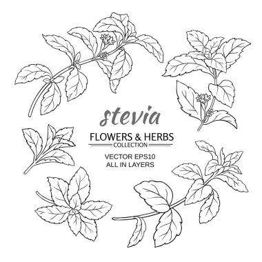 Stevia vektör set