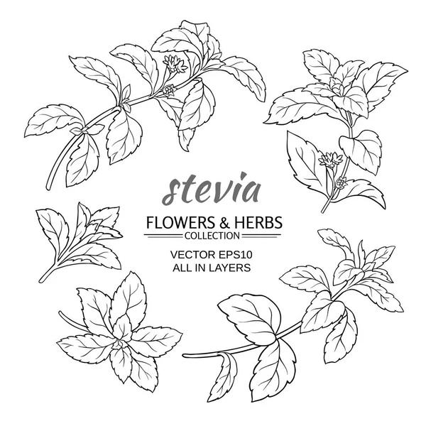 Stevia vektör set