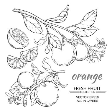 orange vector set clipart