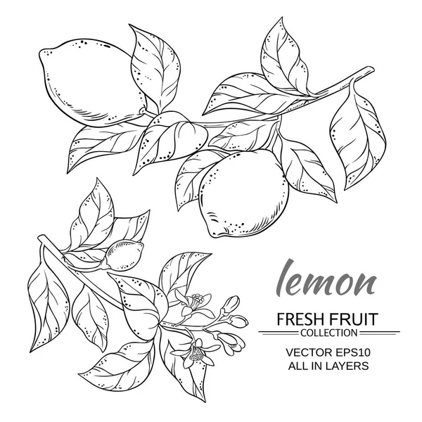 limon vektör set