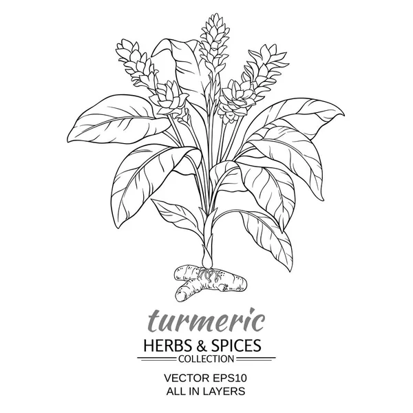 Turmeric vector illustration — Stock Vector