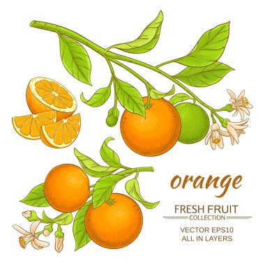 Turuncu vektör seti