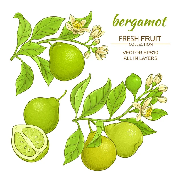 Bergamot vector set — Stock Vector