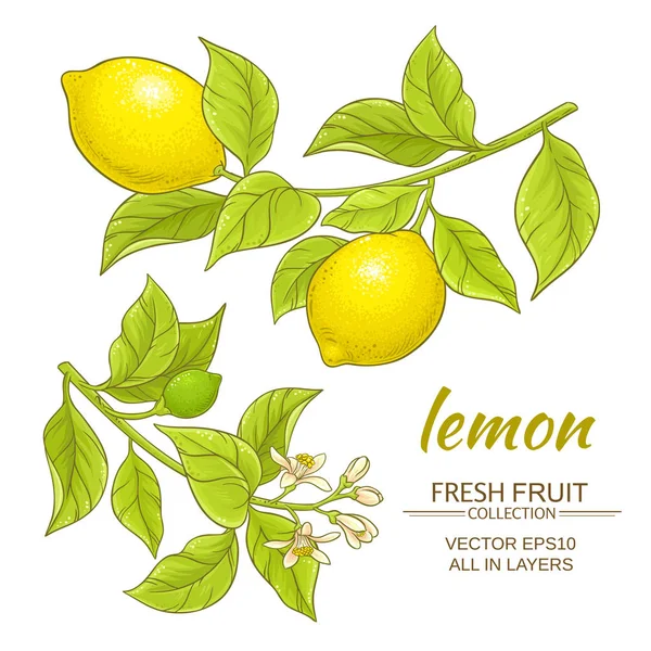 limon vektör set