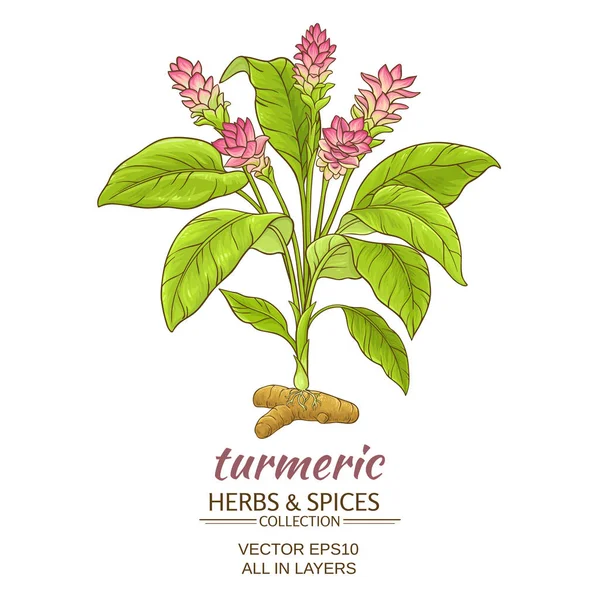 Curcuma pianta illustrazione — Vettoriale Stock