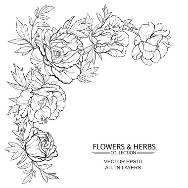 Peonies illüstrasyon vektör