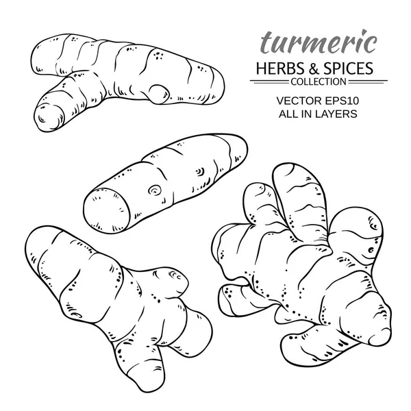 Turmeric roots set — Stock Vector