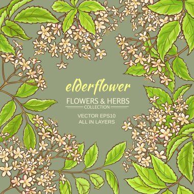 elderflower vektör çerçeve