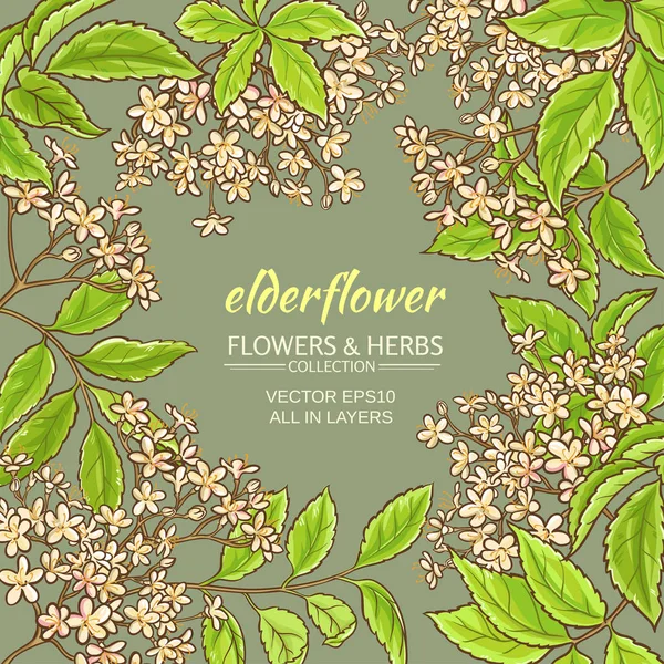 Elderflower 벡터 프레임 — 스톡 벡터