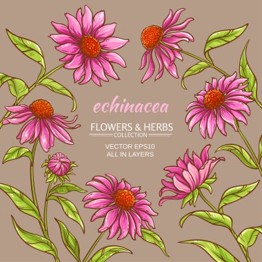 Echinacea purpurea çerçeve