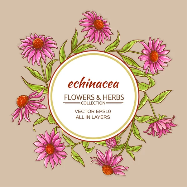 Echinacea vektor keret — Stock Vector