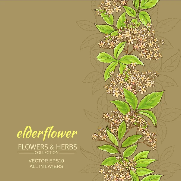 Elderflower 벡터 배경 — 스톡 벡터