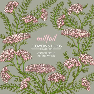 civanperçemi vektör çerçeve