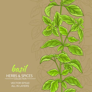 fesleğen vektör arka plan