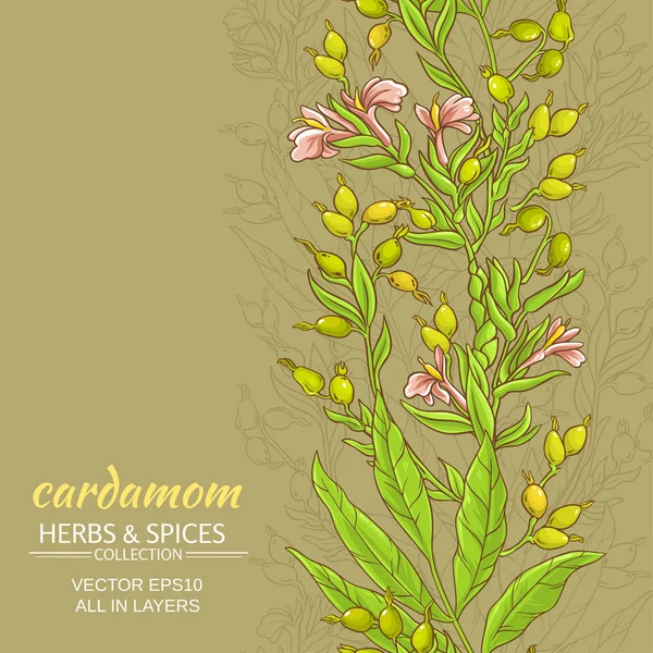 Cardamome fond vectoriel — Image vectorielle