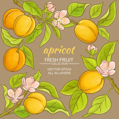 Kayısı vektör çerçeve