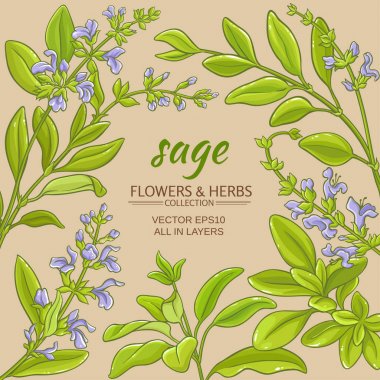 adaçayı vektör çerçeve