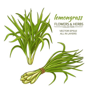 limon vektör set