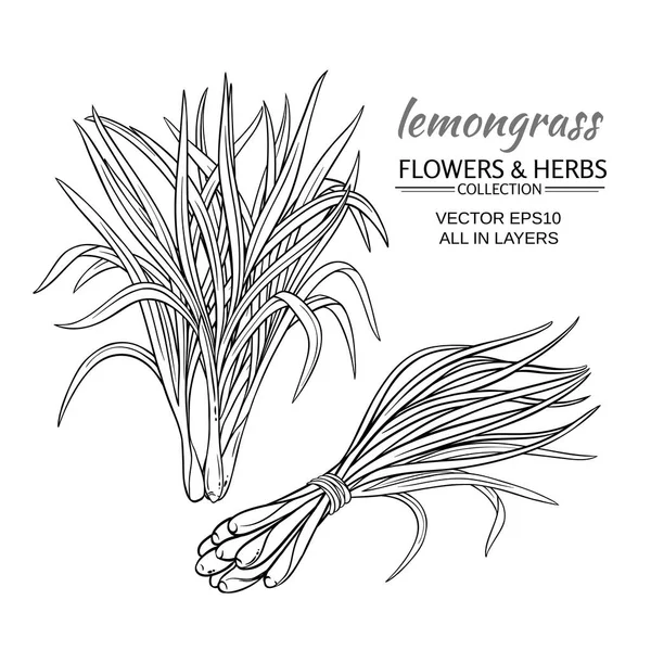 Lemongrass vector set — Stock Vector