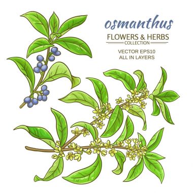 küme Osmanthus vektör