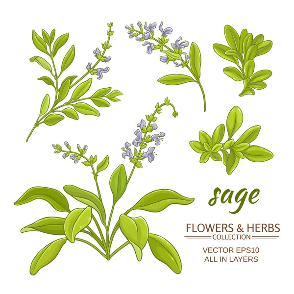 Sage 向量集 — 图库矢量图片
