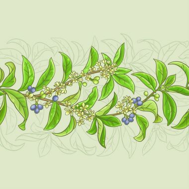 Osmanthus vektör desen
