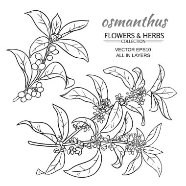 küme Osmanthus vektör